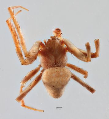 preview Epeira flavopuncta L. Koch, 1871